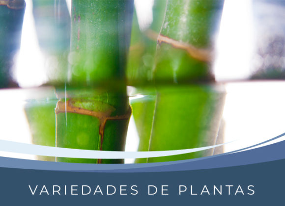 Variedades vegetales